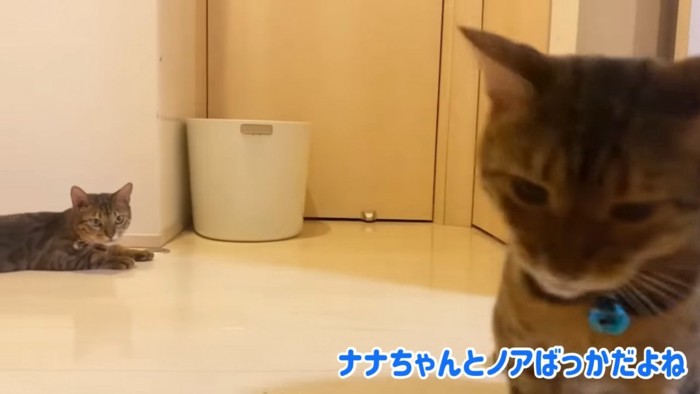 青い鈴の猫と奥に寝そべる猫