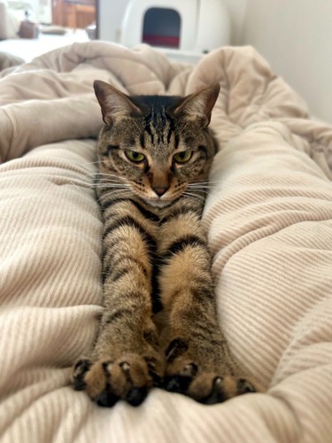 飼い主さんの足の間にいるキジトラ猫