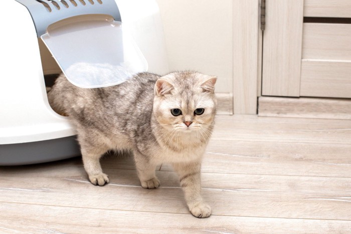 ドアの傍の猫トイレと猫