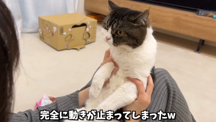 前足を掴まれる猫