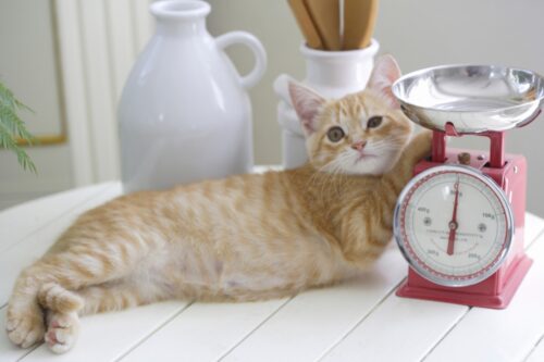 はかりと猫