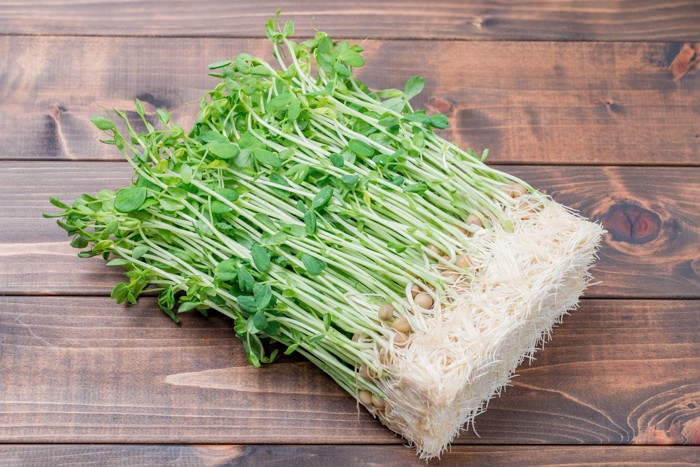 根っこがついた豆苗