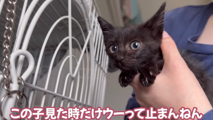 抱っこされる黒色の子猫