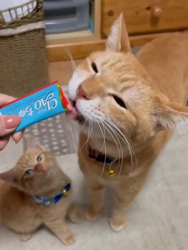 おやつを食べる成猫を見る子猫