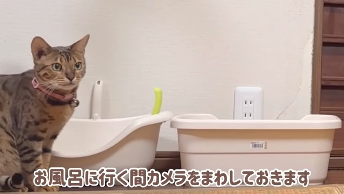 おすわりする猫