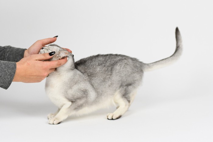 飼い主になでられているバーミラ
