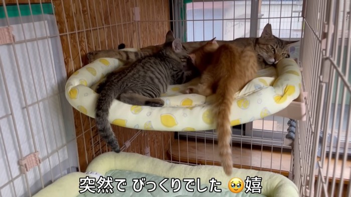 子猫の後ろ姿