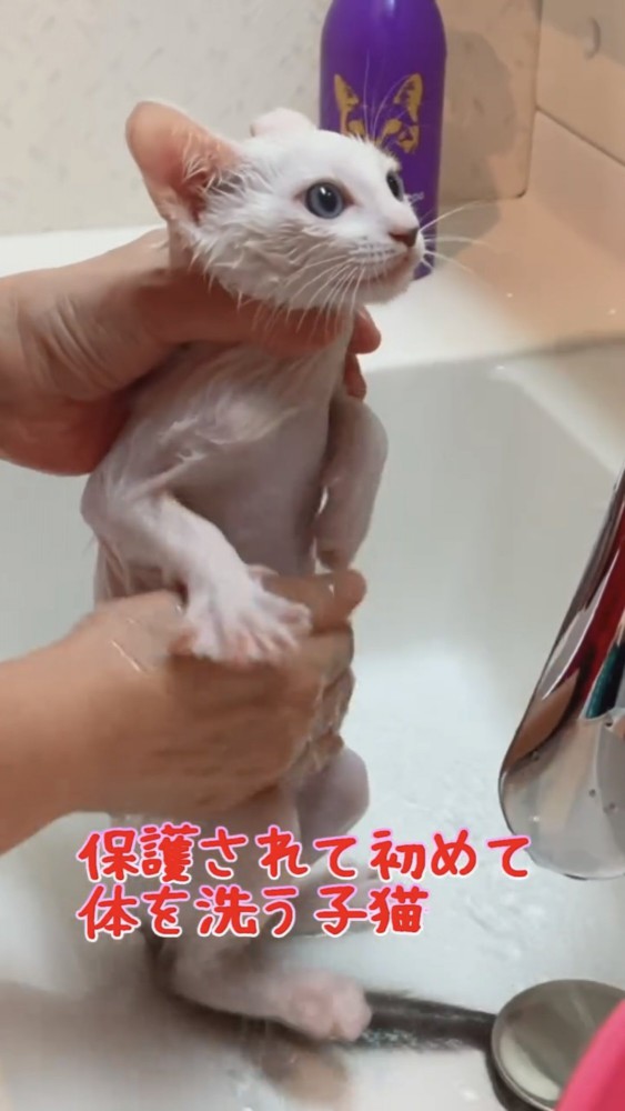 体を洗われる猫