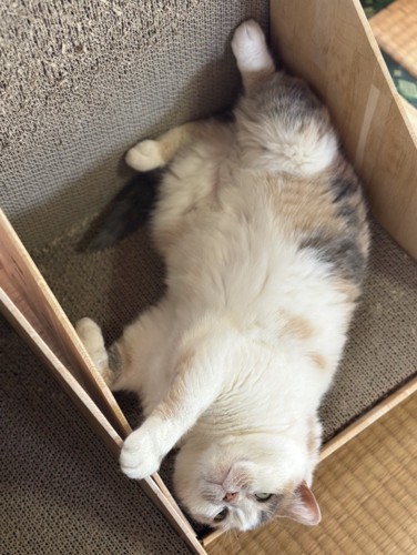 だらけるねねちゃん