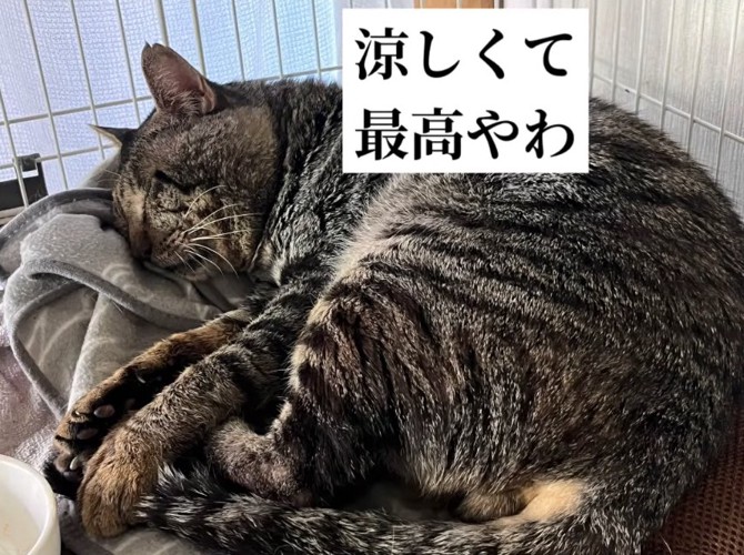 ケージの中で寝ている猫「涼しくて最高やわ」