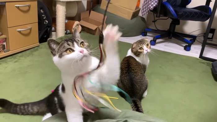 おもちゃで遊ぶ猫と振り向く猫