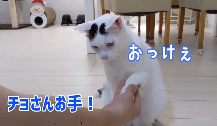 下を見て、お手をする猫