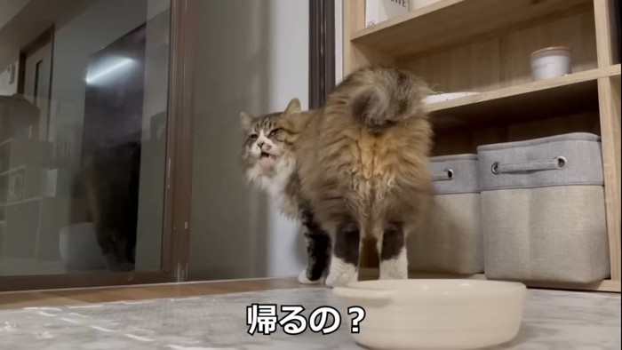 振り返る猫