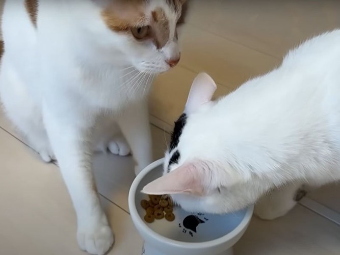 横取りする猫