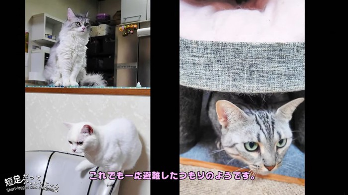 カウンターに乗る猫と隠れる猫