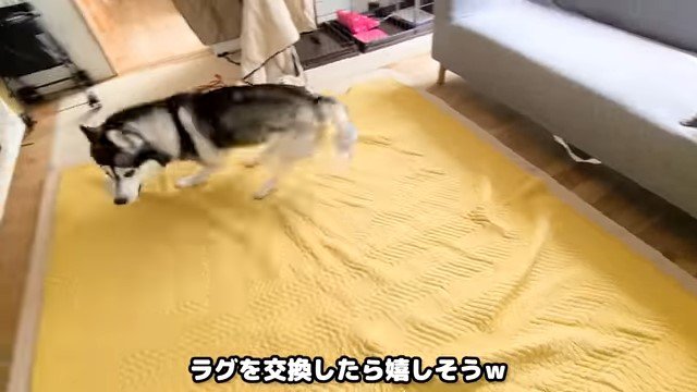 ラグの上で走る犬