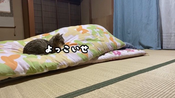 布団に乗る猫