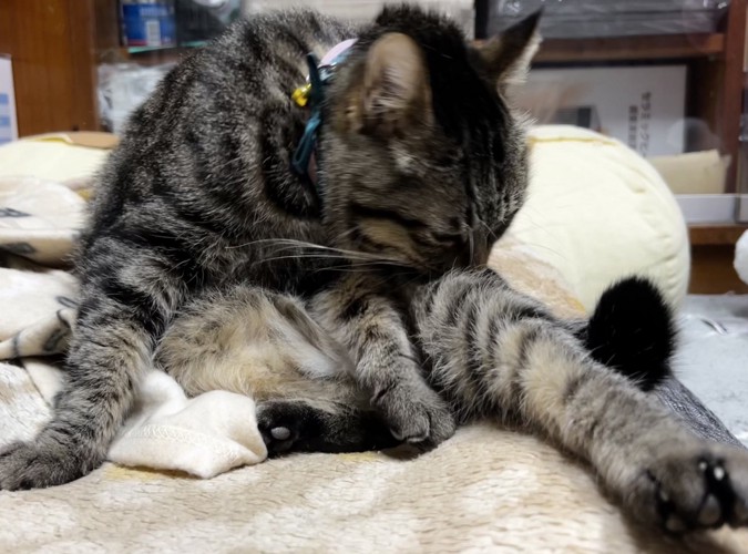 毛づくろいをする猫