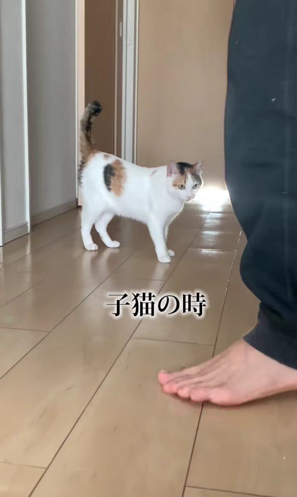 子猫時代のプリコちゃん