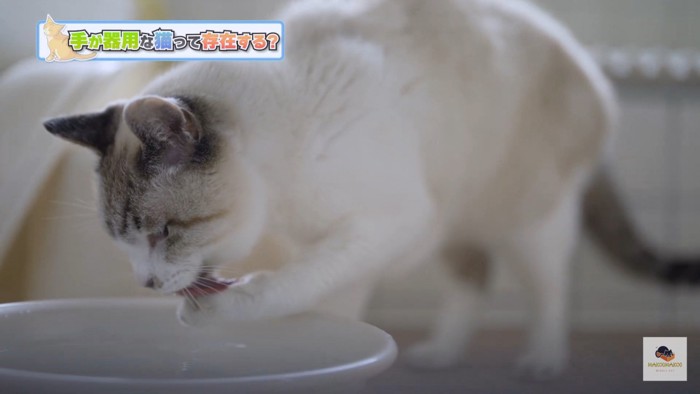 手で水を飲む猫アップ