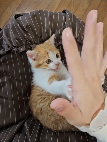 人の手にじゃれる子猫