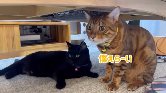 座るベンガルと寝そべる黒猫