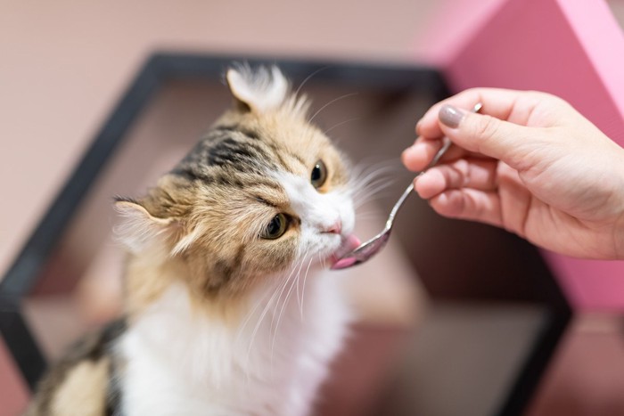 液状のおやつをスプーンで食べる猫