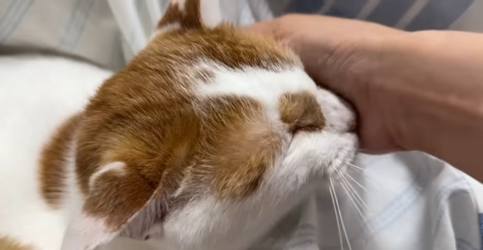 撫でられる猫