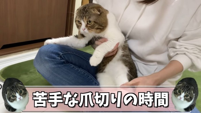 抱っこされる猫