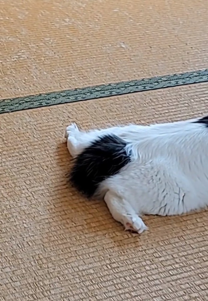 畳でくつろぐ猫の足