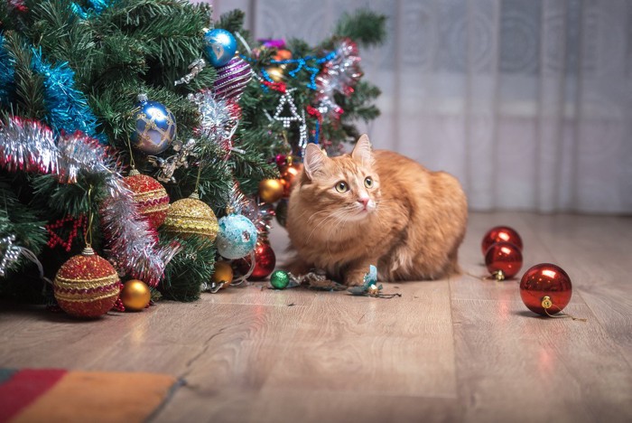 クリスマスツリーと猫