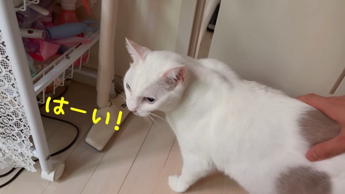 背中をなでられる猫