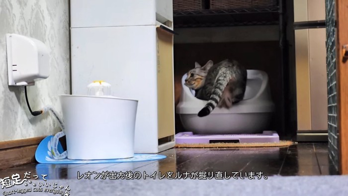 トイレにいる猫