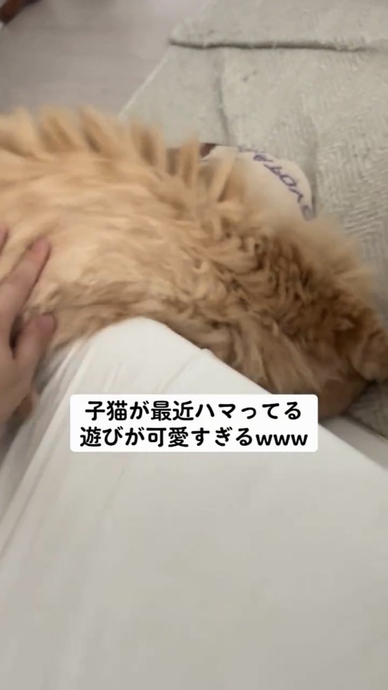 ソファから落ちる猫