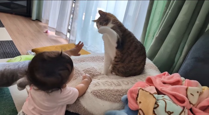 前足を上げる猫