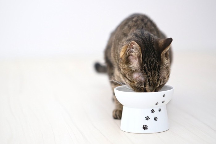 餌を食べるキジトラ猫