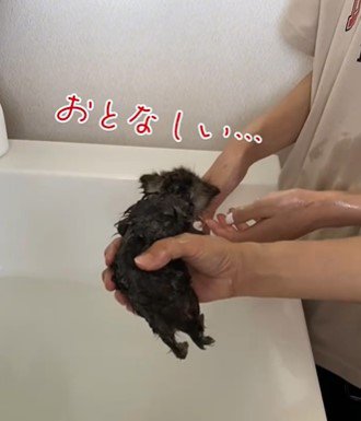 抗議の声を上げる子猫の可愛い背中