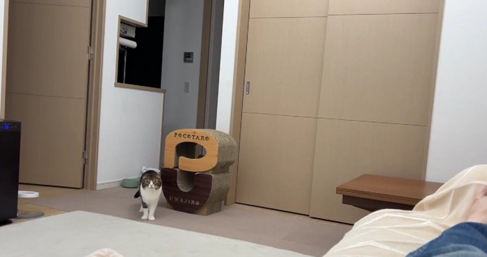 離れたところからこちらを見る猫