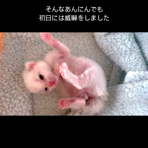 仰向けで転がる子猫