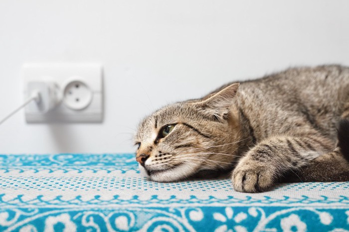 ぐったりしている猫