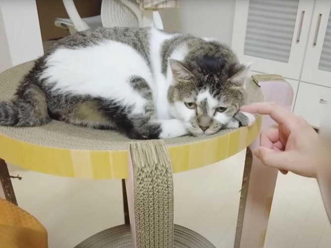 人間と猫