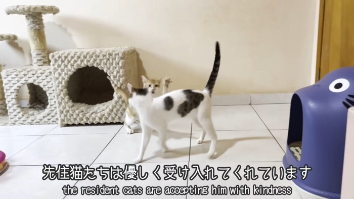猫パンチをする子猫