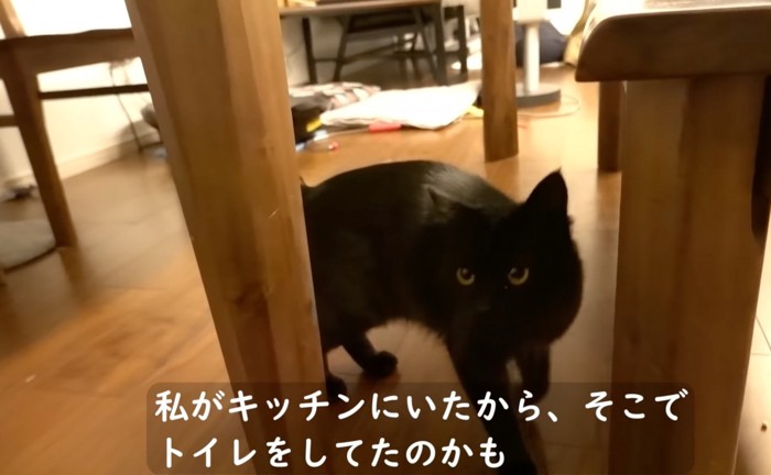 飼い主さんの誘導でトイレに向かう猫