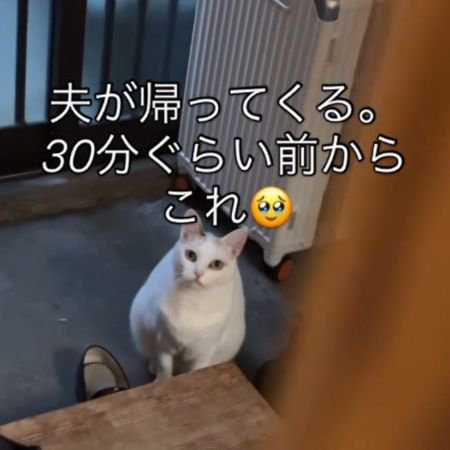 座ったまま正面を見上げる猫