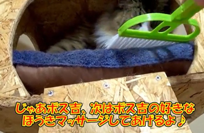 キャットハウスの中にミニほうきを入れる飼い主さん