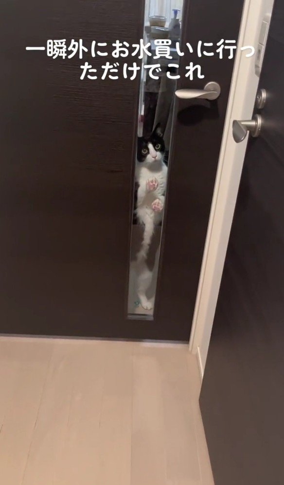 ドアの向こうの猫