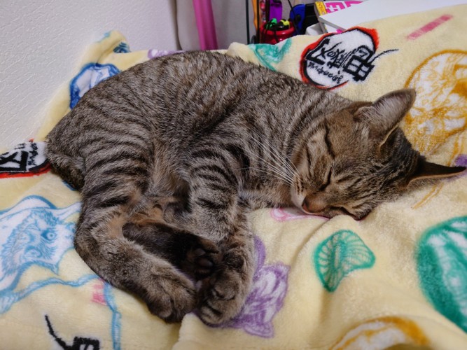 毛布の上で眠る猫
