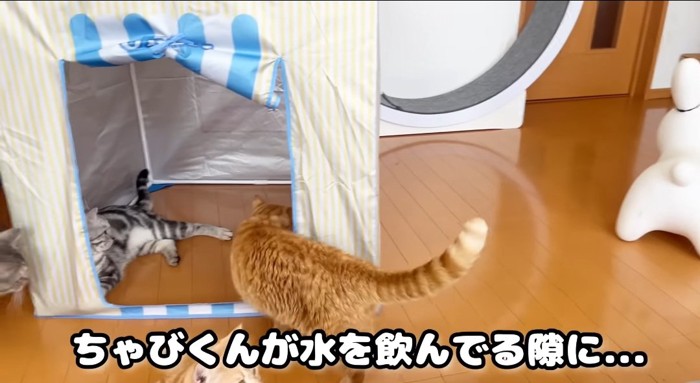 テントに入る猫