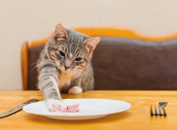 餌に手を伸ばす猫