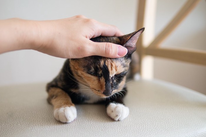 飼い主に頭を撫でられている猫